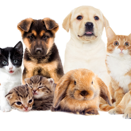 Pets